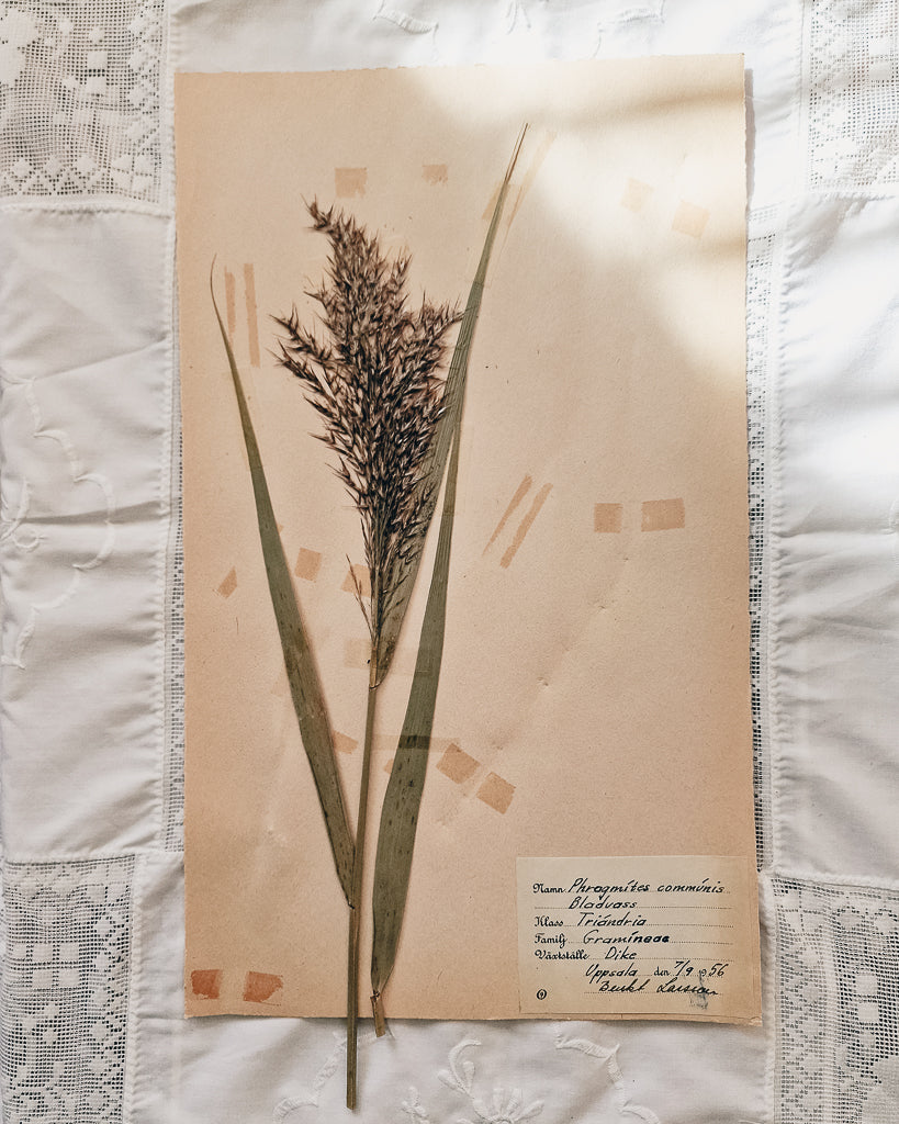 Vintage 1950s Swedish Herbarium Botanical Specimens (Oak Framed)