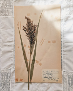 Vintage 1950s Swedish Herbarium Botanical Specimens (Oak Framed)
