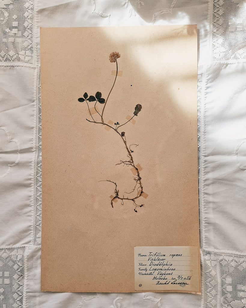 Vintage 1950s Swedish Herbarium Botanical Specimens (Oak Framed)