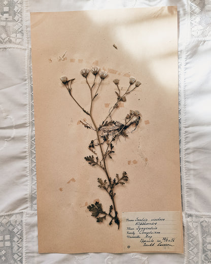 Vintage 1950s Swedish Herbarium Botanical Specimens (Not Framed)