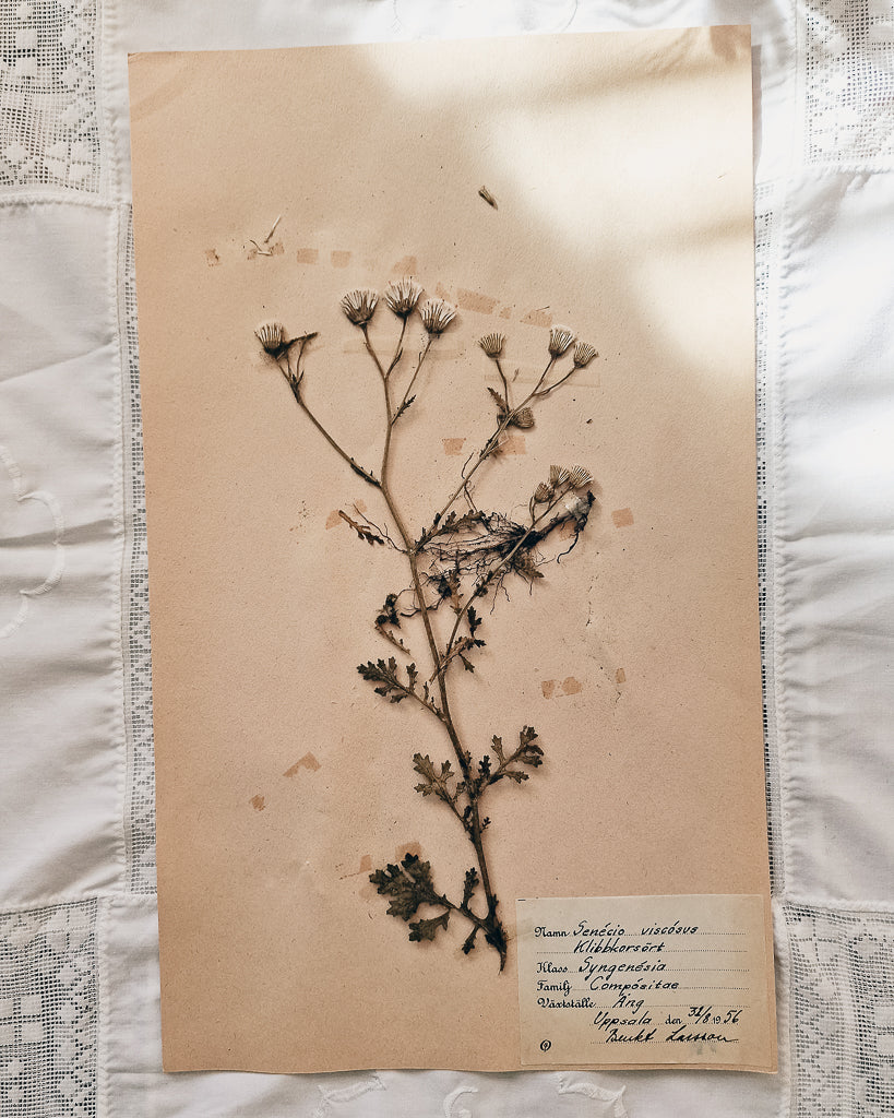 Vintage 1950s Swedish Herbarium Botanical Specimens (Oak Framed)