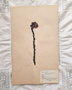 Vintage 1950s Swedish Herbarium Botanical Specimens (Oak Framed)