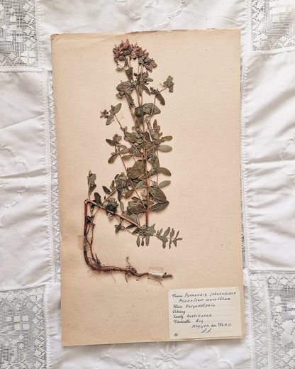 Vintage 1950s Swedish Herbarium Botanical Specimens (Not Framed)