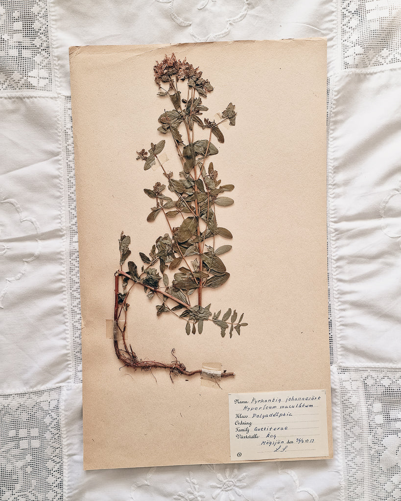 Vintage 1950s Swedish Herbarium Botanical Specimens (Oak Framed)