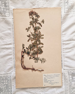 Vintage 1950s Swedish Herbarium Botanical Specimens (Oak Framed)