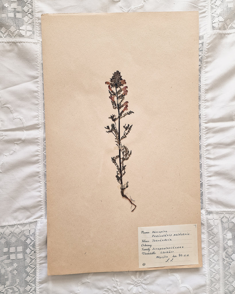 Vintage 1950s Swedish Herbarium Botanical Specimens (Oak Framed)