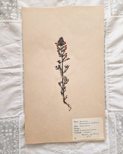 Vintage 1950s Swedish Herbarium Botanical Specimens (Oak Framed)