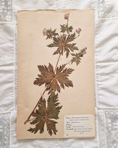 Vintage 1950s Swedish Herbarium Botanical Specimens (Oak Framed)