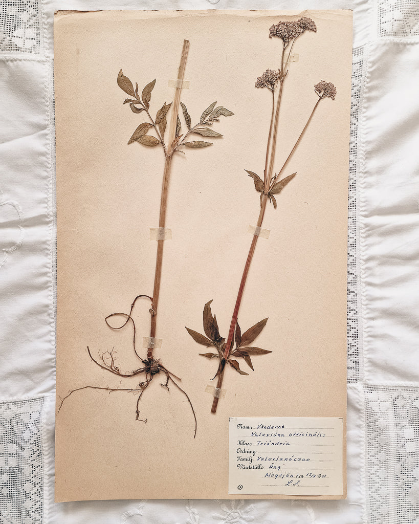 Vintage 1950s Swedish Herbarium Botanical Specimens (Oak Framed)