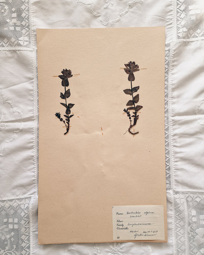 Vintage 1950s Swedish Herbarium Botanical Specimens (Not Framed)