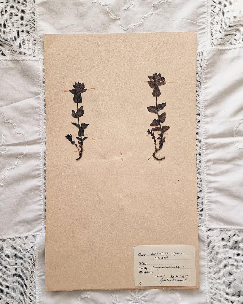 Vintage 1950s Swedish Herbarium Botanical Specimens (Oak Framed)