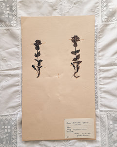 Vintage 1950s Swedish Herbarium Botanical Specimens (Oak Framed)