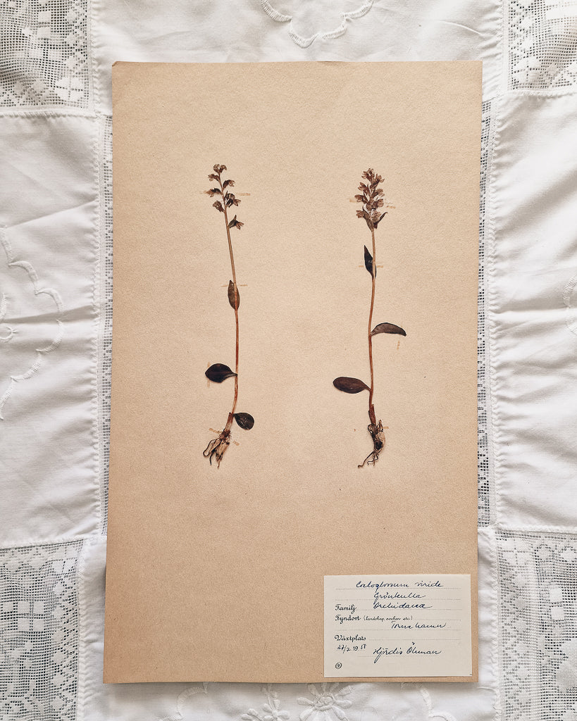 Vintage 1950s Swedish Herbarium Botanical Specimens (Oak Framed)
