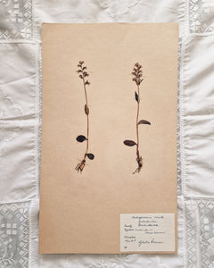 Vintage 1950s Swedish Herbarium Botanical Specimens (Oak Framed)