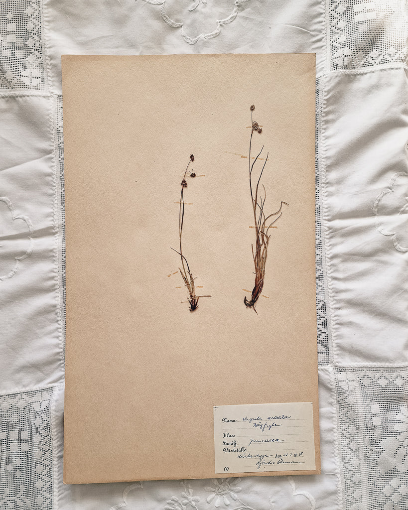 Vintage 1950s Swedish Herbarium Botanical Specimens (Oak Framed)