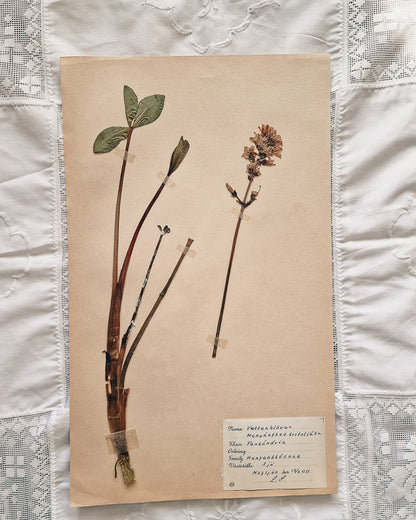 Vintage 1950s Swedish Herbarium Botanical Specimens (Not Framed)