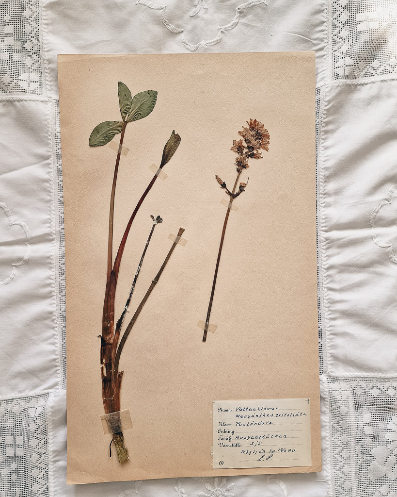 Vintage 1950s Swedish Herbarium Botanical Specimens (Oak Framed)