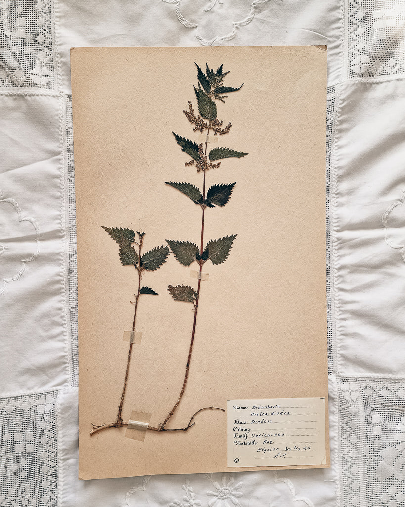 Vintage 1950s Swedish Herbarium Botanical Specimens (Oak Framed)
