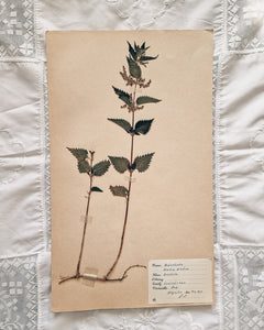 Vintage 1950s Swedish Herbarium Botanical Specimens (Oak Framed)