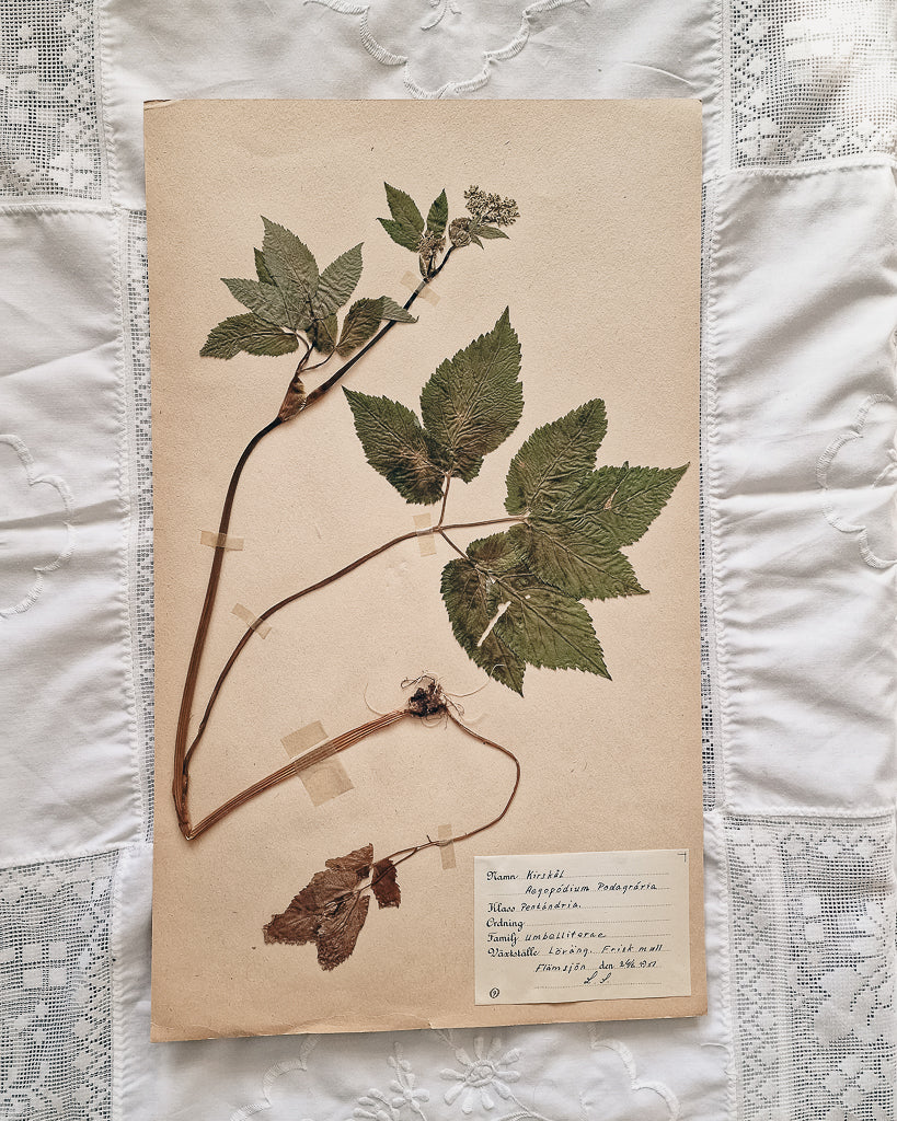 Vintage 1950s Swedish Herbarium Botanical Specimens (Oak Framed)