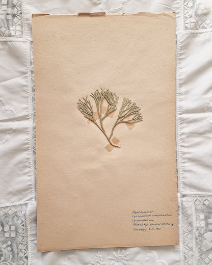 Vintage 1950s Swedish Herbarium Botanical Specimens (Not Framed)