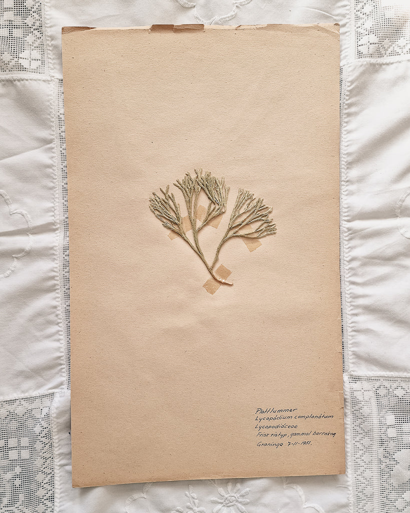 Vintage 1950s Swedish Herbarium Botanical Specimens (Oak Framed)