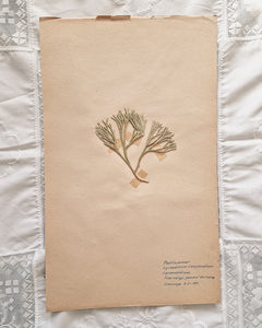 Vintage 1950s Swedish Herbarium Botanical Specimens (Oak Framed)