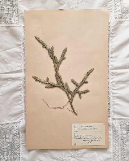 Vintage 1950s Swedish Herbarium Botanical Specimens (Not Framed)