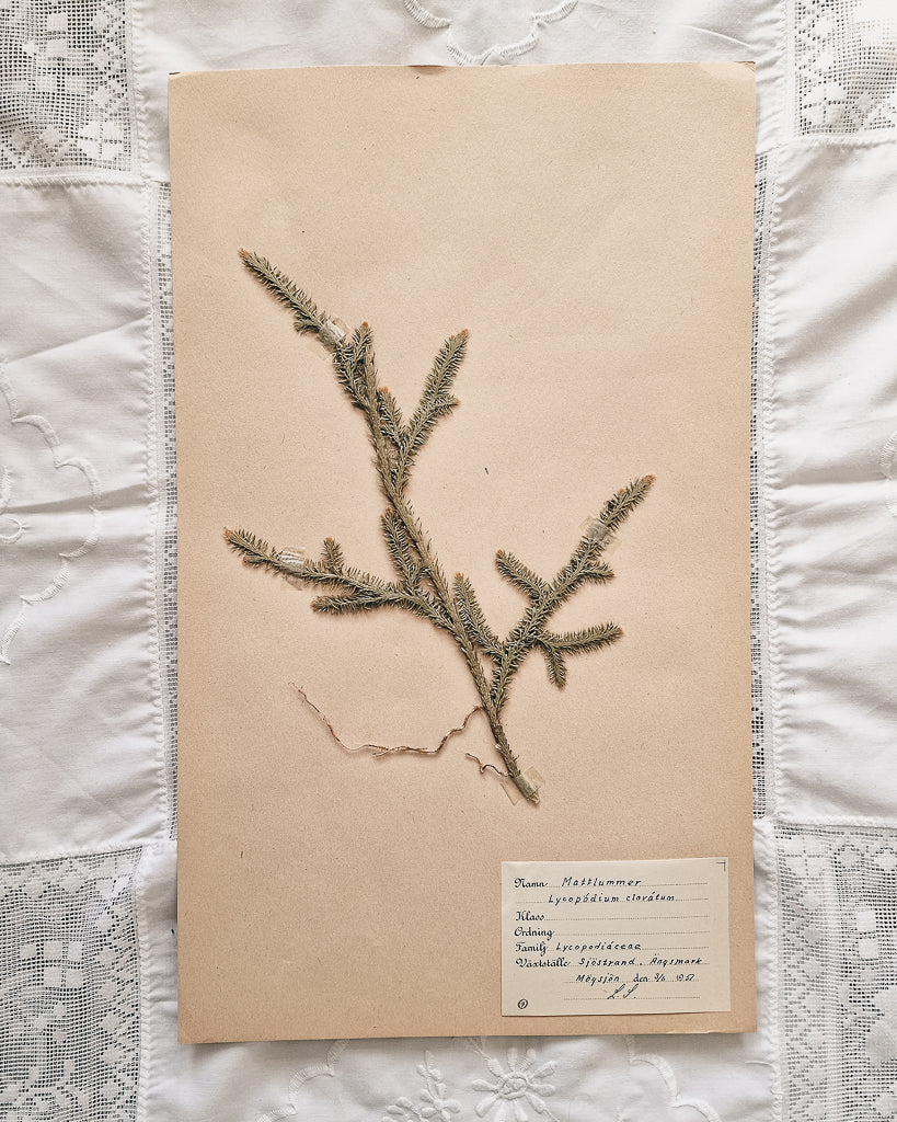 Vintage 1950s Swedish Herbarium Botanical Specimens (Oak Framed)