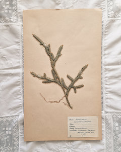 Vintage 1950s Swedish Herbarium Botanical Specimens (Oak Framed)