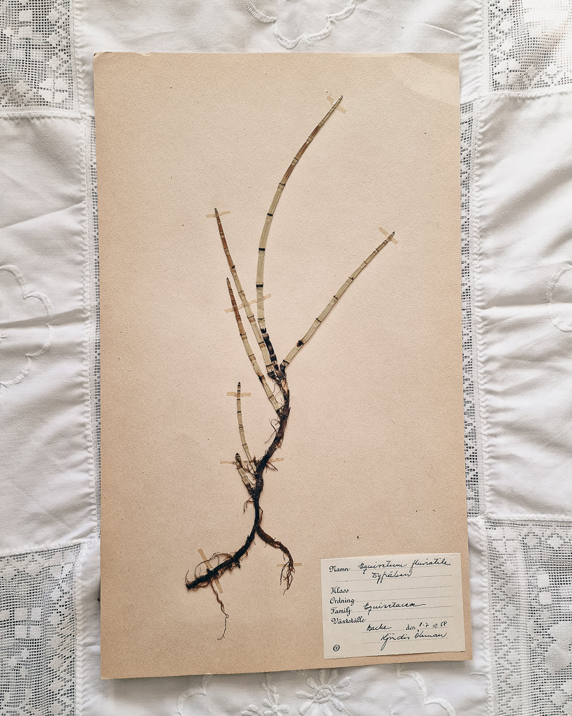 Vintage 1950s Swedish Herbarium Botanical Specimens (Not Framed)