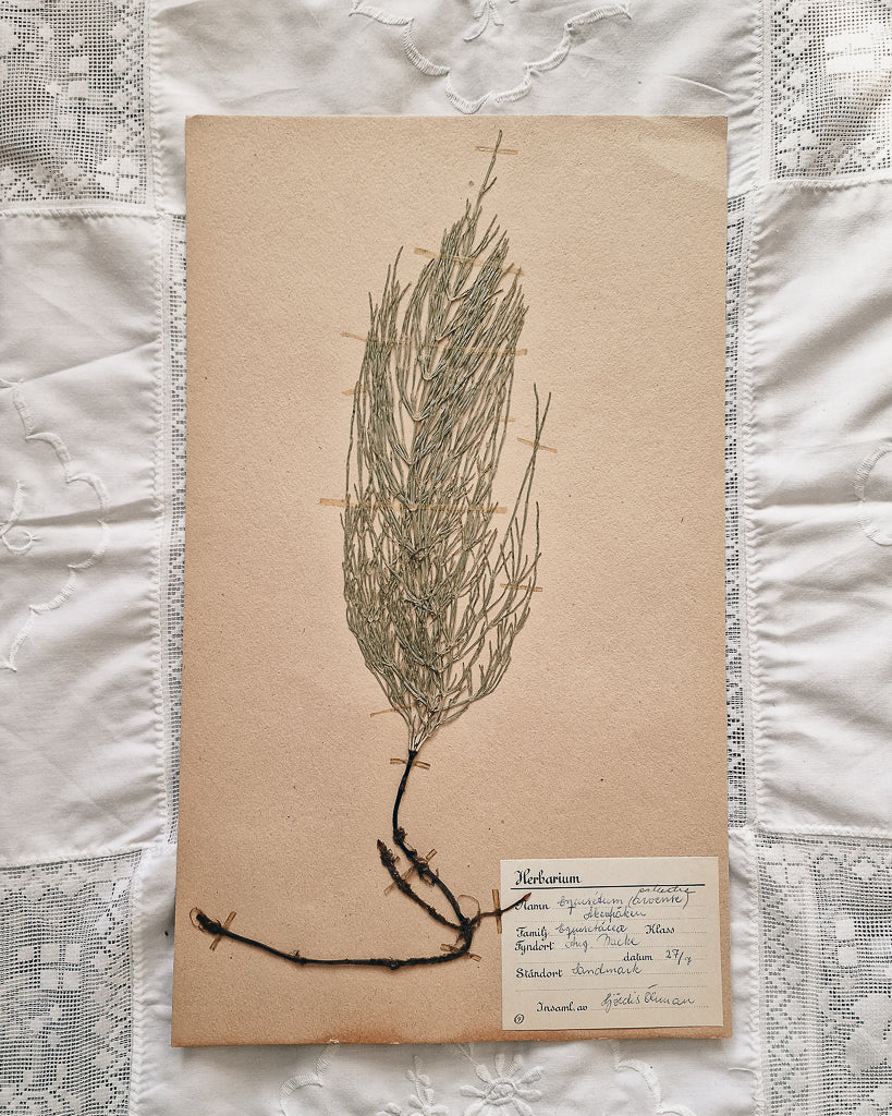 Vintage 1950s Swedish Herbarium Botanical Specimens (Oak Framed)