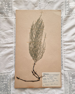Vintage 1950s Swedish Herbarium Botanical Specimens (Oak Framed)