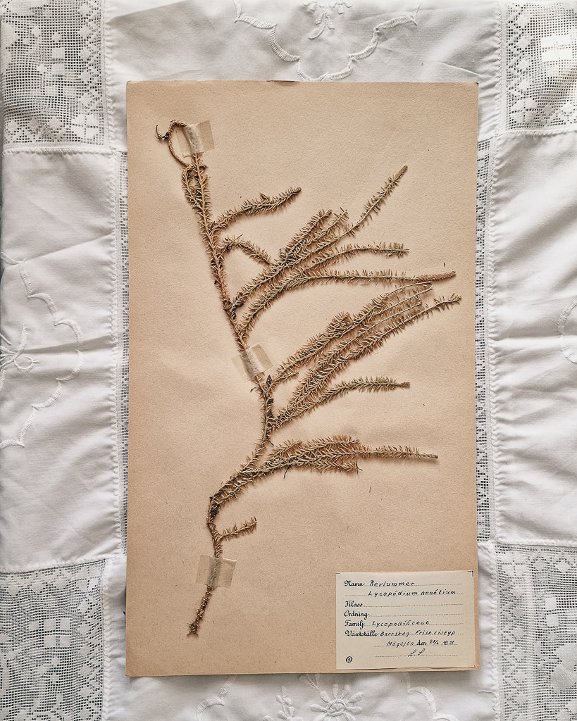Vintage 1950s Swedish Herbarium Botanical Specimens (Oak Framed)