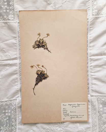 Vintage 1950s Swedish Herbarium Botanical Specimens (Not Framed)