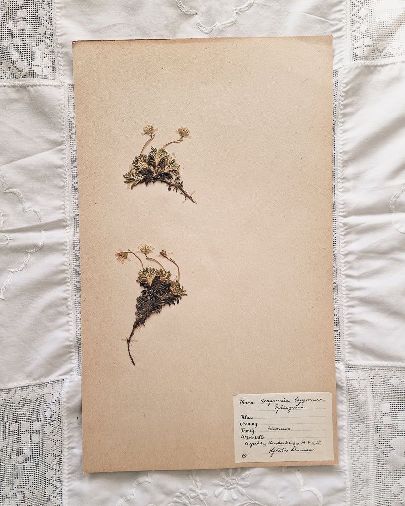 Vintage 1950s Swedish Herbarium Botanical Specimens (Oak Framed)
