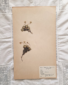 Vintage 1950s Swedish Herbarium Botanical Specimens (Oak Framed)