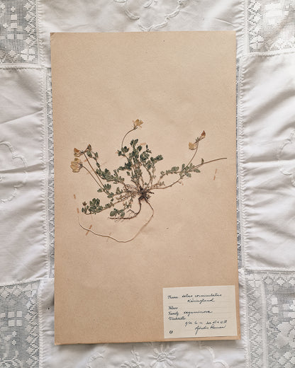 Vintage 1950s Swedish Herbarium Botanical Specimens (Not Framed)