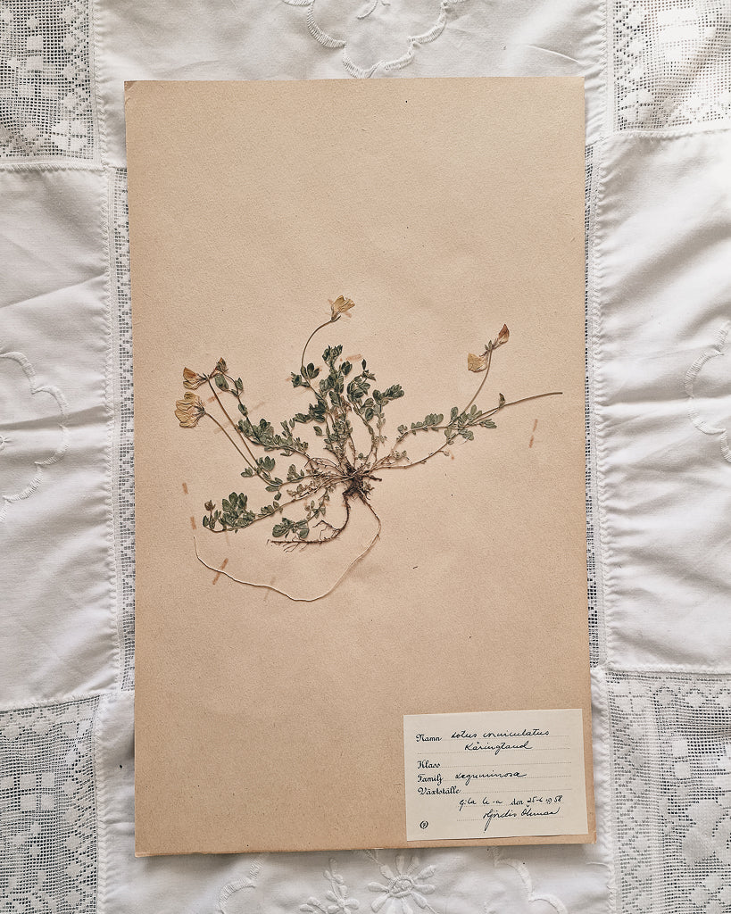 Vintage 1950s Swedish Herbarium Botanical Specimens (Oak Framed)