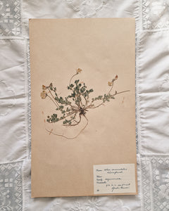 Vintage 1950s Swedish Herbarium Botanical Specimens (Oak Framed)