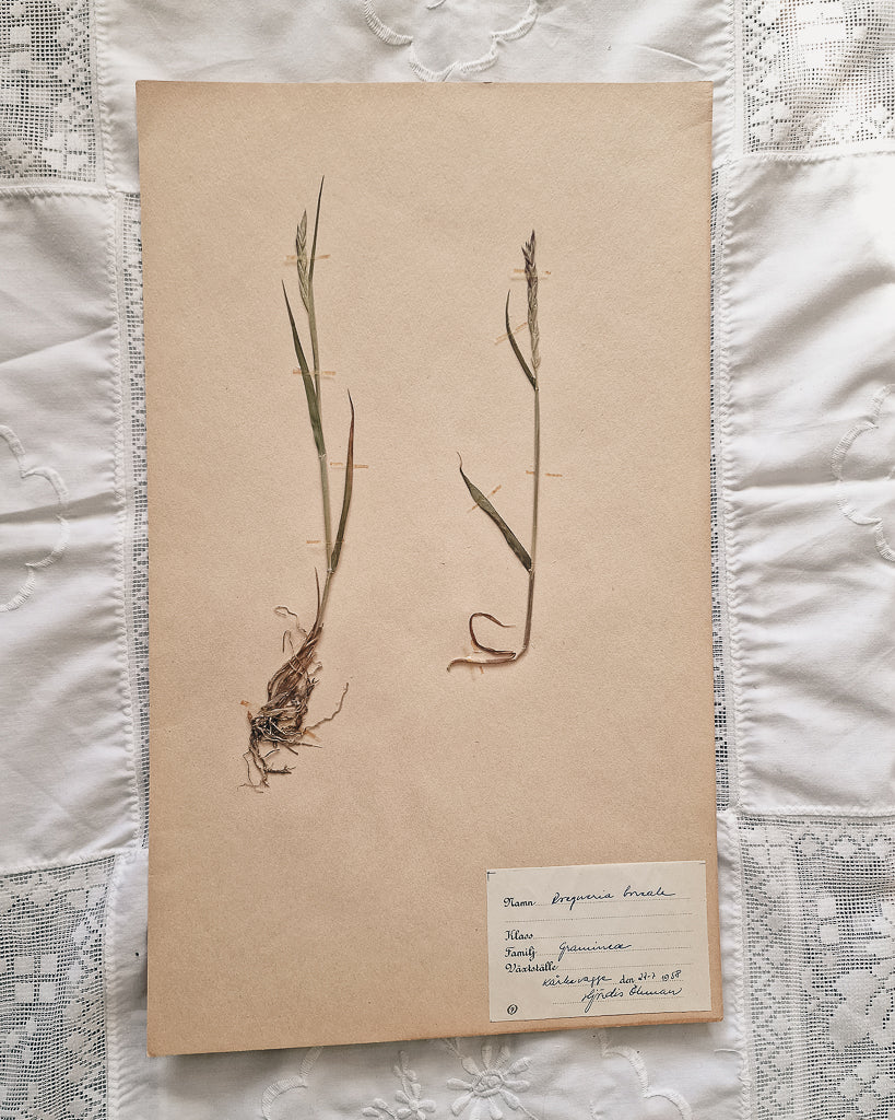 Vintage 1950s Swedish Herbarium Botanical Specimens (Oak Framed)