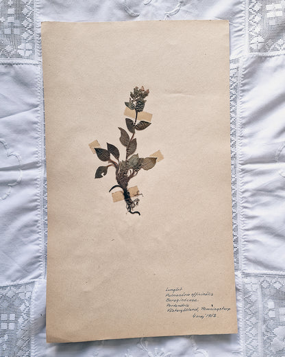 Vintage 1950s Swedish Herbarium Botanical Specimens (Not Framed)