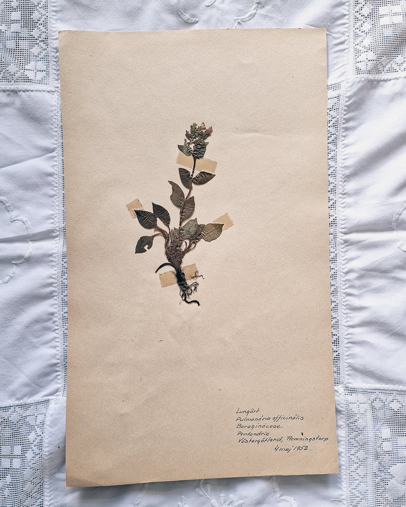 Vintage 1950s Swedish Herbarium Botanical Specimens (Oak Framed)