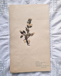 Vintage 1950s Swedish Herbarium Botanical Specimens (Oak Framed)