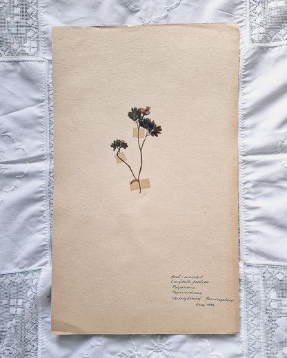 Vintage 1950s Swedish Herbarium Botanical Specimens (Not Framed)
