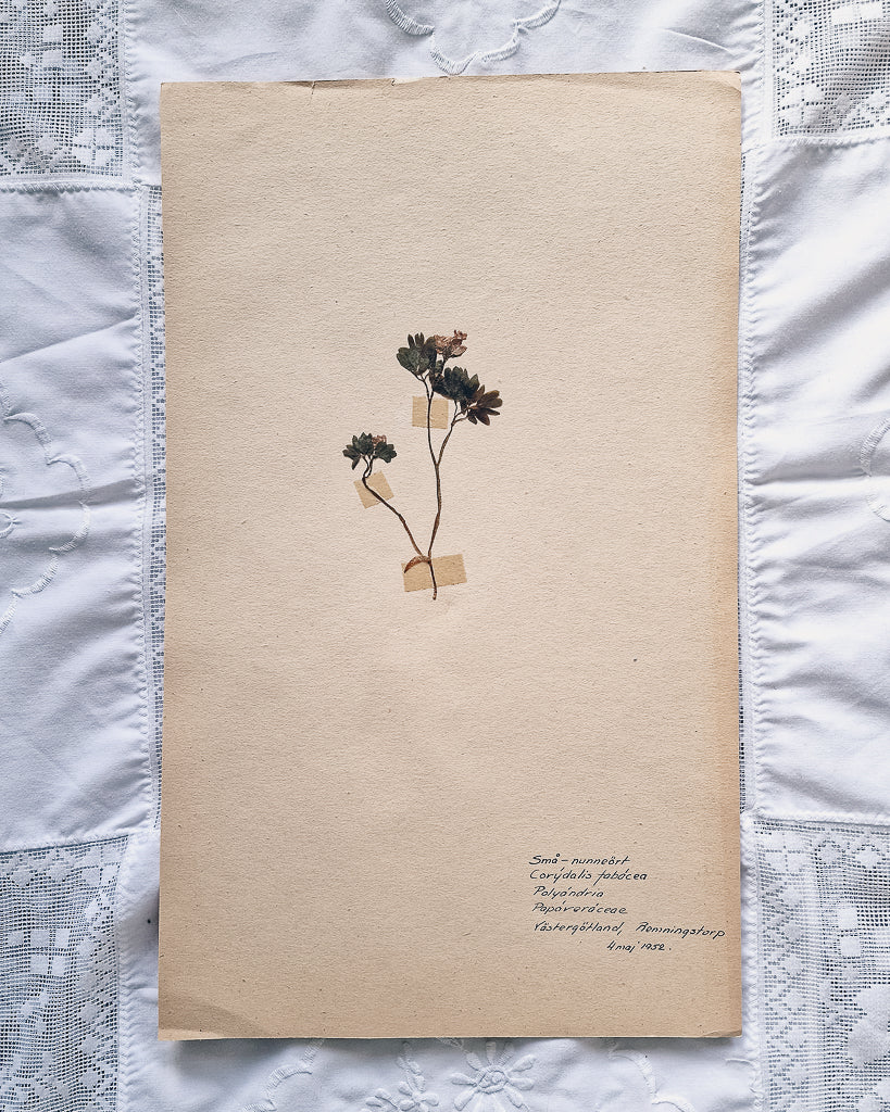 Vintage 1950s Swedish Herbarium Botanical Specimens (Oak Framed)