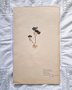 Vintage 1950s Swedish Herbarium Botanical Specimens (Oak Framed)