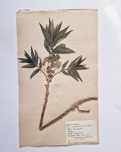 Vintage 1950s Swedish Herbarium Botanical Specimens (Not Framed)