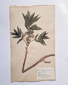 Vintage 1950s Swedish Herbarium Botanical Specimens (Oak Framed)