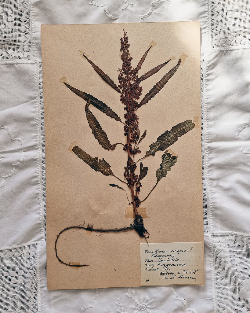 Vintage 1950s Swedish Herbarium Botanical Specimens (Oak Framed)